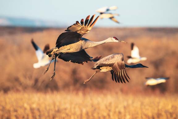Sandhill cranes flying over a prairie