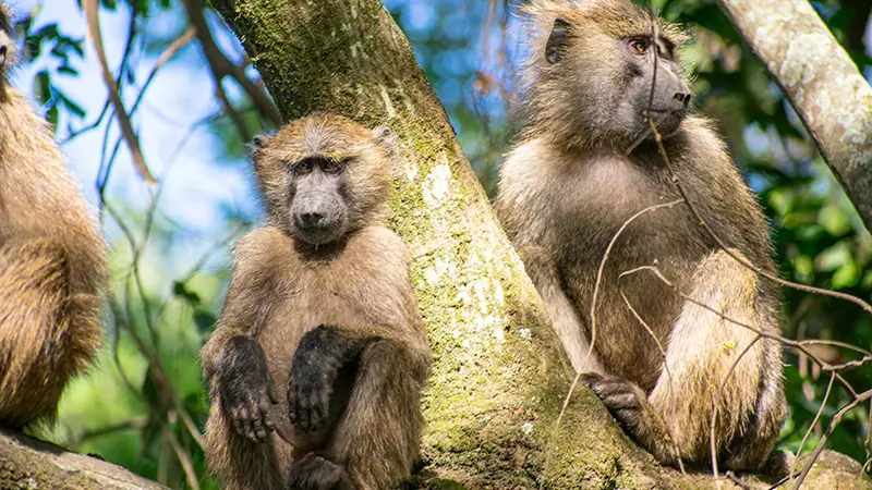 Two baboons resting against a tree