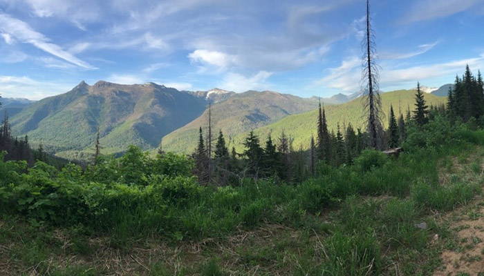 Forest and mountain landscape