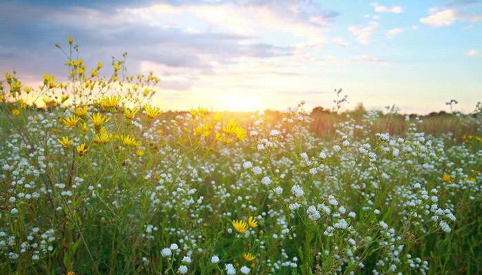 A field of native prairie plants just before sunset