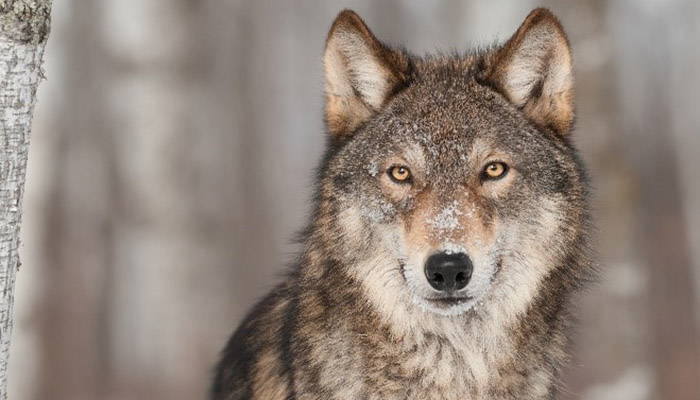 Close-up view of a gray wolf staring back at the camera