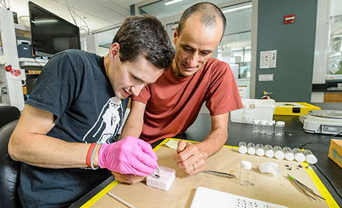 A faculty researcher and student in a lab attaching a radio-frequency identification tag to a bumblebee