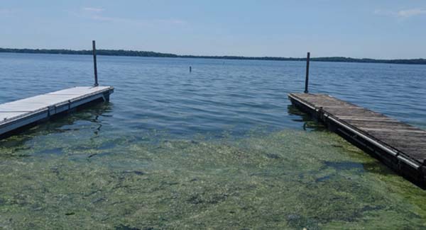 Blue-green algae floats on the water's surface and extends outward several feet along a lakeshore