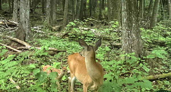 Image of a whitetail deer in the woods, turning away from the camera, caught on a trail cam