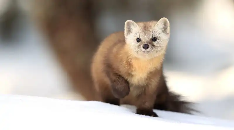 A marten standing on snow with one paw raised, looking directly at the camera.