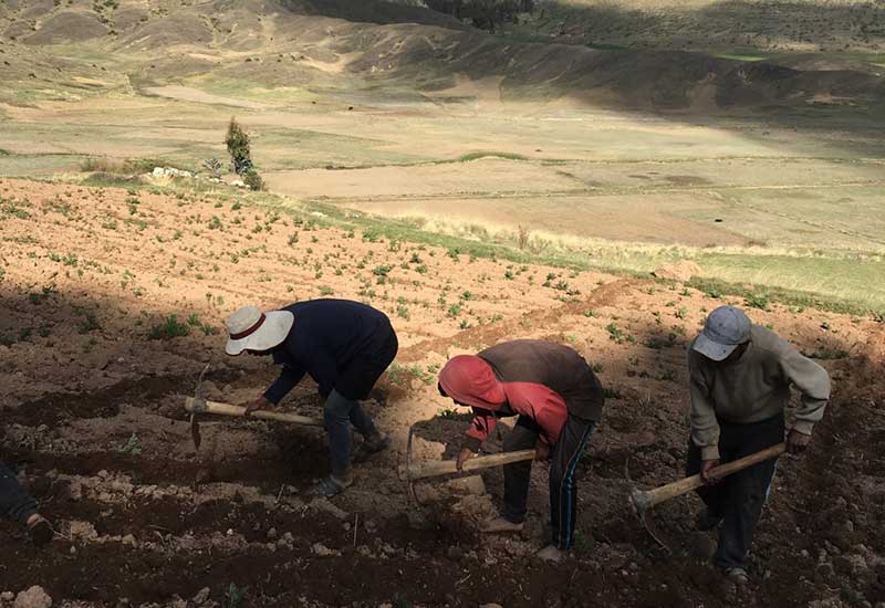 Farmers tilling crops with pickaxes in a hilly desert landscape