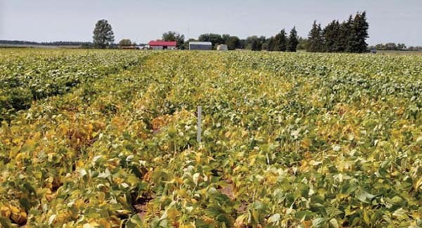 A field of kidney bean plants shows yellowing due to drought conditions