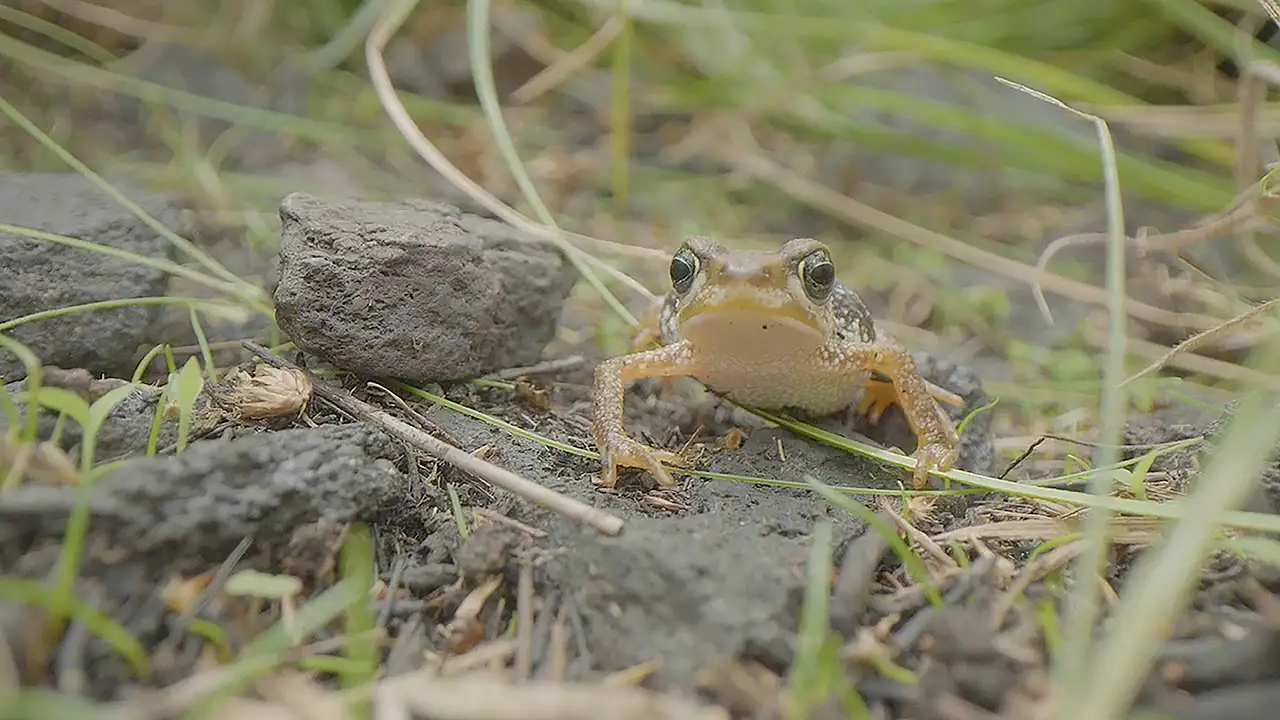 Closeup of a rare African Nimba toad, a critically endangered species.