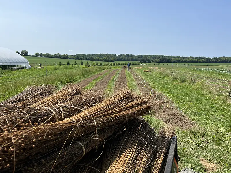 Bundles of flax lay in a wagon with a farm field in the background.