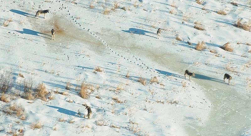 Aerial view of a pack of wolves spread out over a snow-covered prairie
