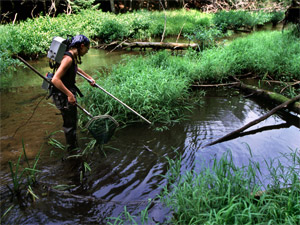 A student using an electroshocker in a trout stream