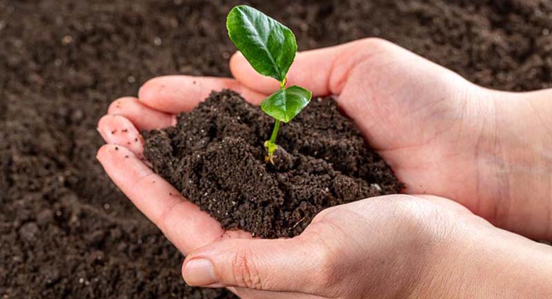 Closeup of hands holding a clump of soil with a young plant beginning to emerge