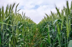 Wheat field farms in the Eastern Mediterranean