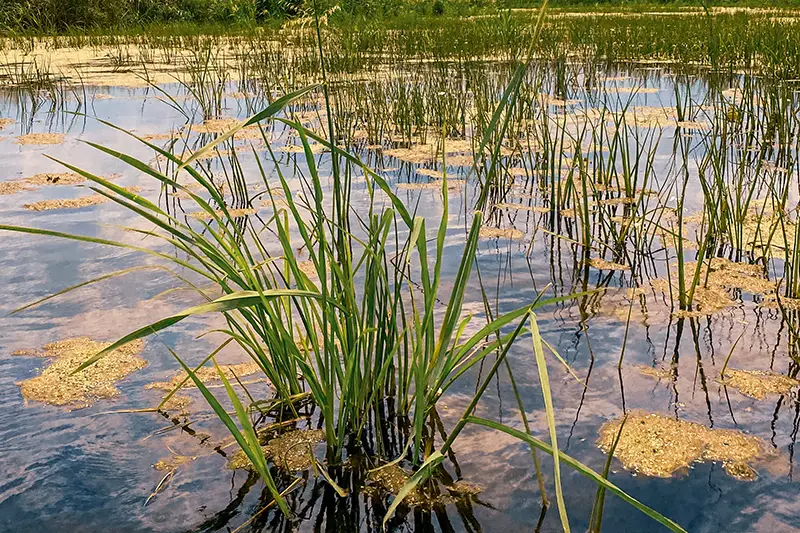 The Environmental Conditions Affecting Southern Wild Rice (Zizania ...
