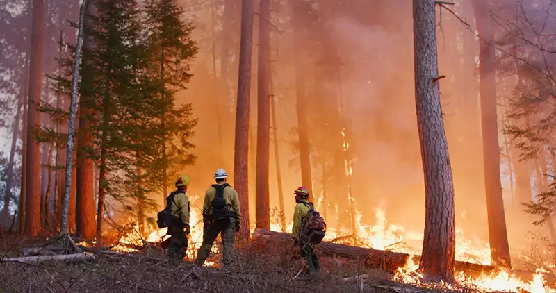 Three firefighters monitoring a controlled burn in a forest.