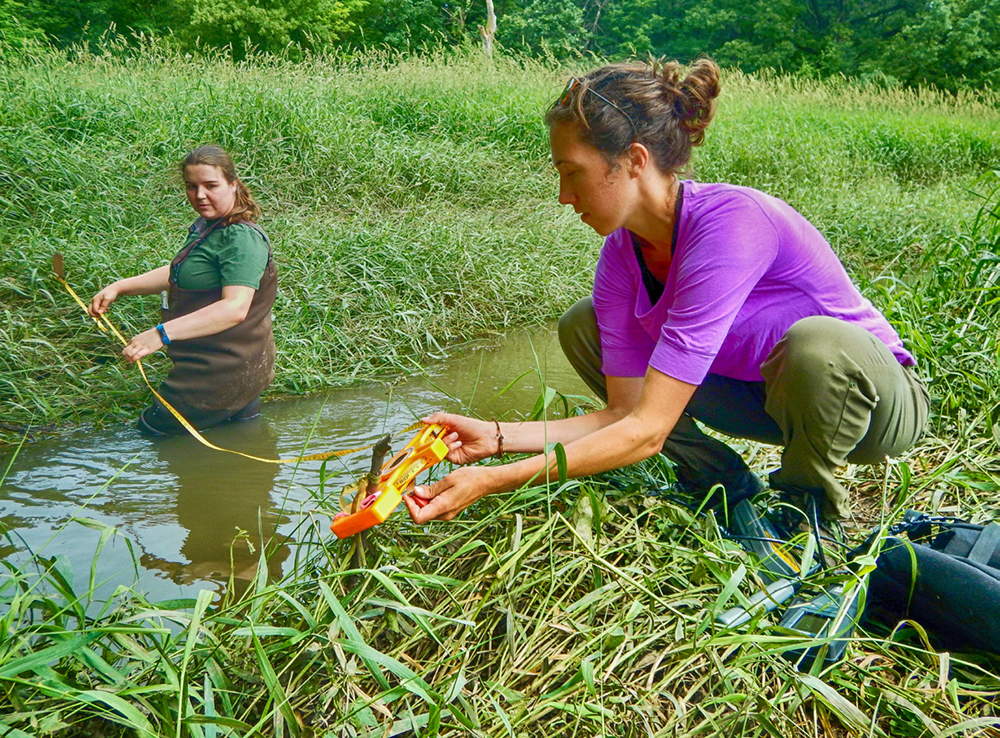 Two students measuring the width of a stream in a wetland area